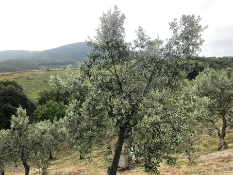 Gemlik, Bursa saha ziyareti (Haziran 2020) — zeytin