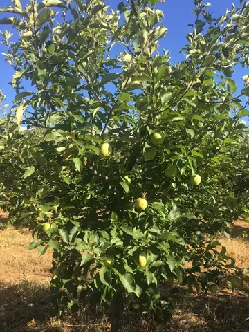 Bayramiç, Çanakkale saha ziyareti (Ağustos 2017) — elma