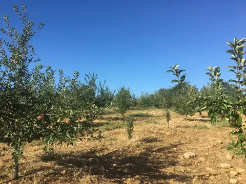 Bayramiç, Çanakkale saha ziyareti (Ağustos 2017) — elma