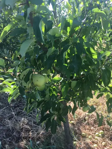 Bayramiç, Çanakkale saha ziyareti (Ağustos 2017) — elma