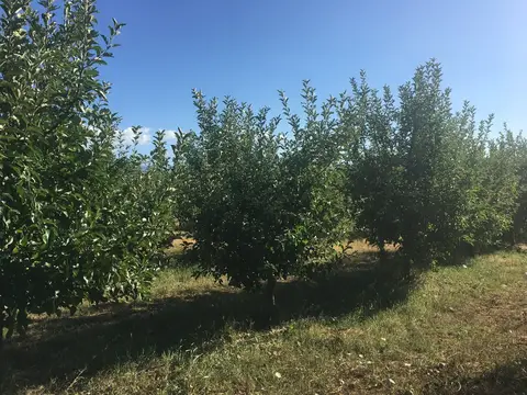 Bayramiç, Çanakkale saha ziyareti (Ağustos 2017) — elma