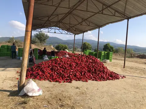 Çanakkale saha ziyareti (Eylül 2019) — biber