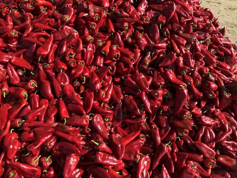 Çanakkale saha ziyareti (Eylül 2019) — biber