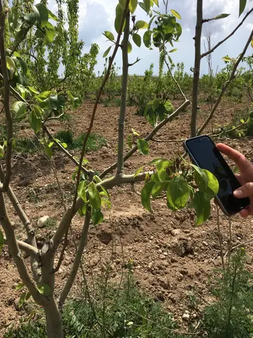 Çal, Denizli saha ziyareti (Mayıs 2017) — meyve bahçesi