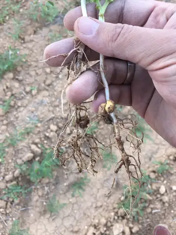 Denizli saha ziyareti (Mayıs 2017) — patates