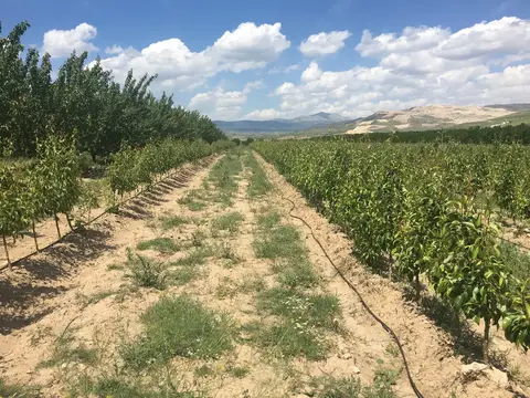 Denizli saha ziyareti (Mayıs 2017) — patates