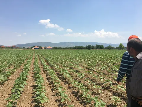 Çivril, Denizli saha ziyareti (Haziran 2017) — buğday, ayçiçeği, kolza