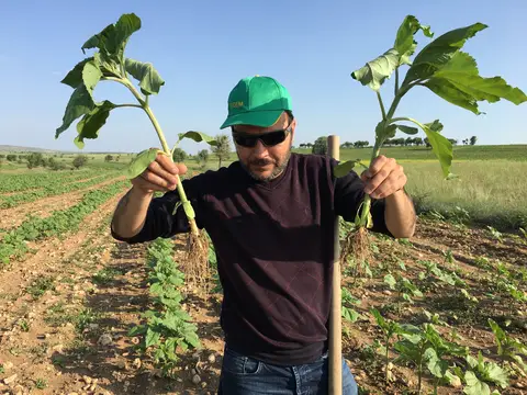 Çivril, Denizli saha ziyareti (Haziran 2017) — buğday, ayçiçeği, kolza