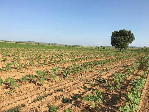 Çivril, Denizli saha ziyareti (Haziran 2017) — buğday, ayçiçeği, kolza