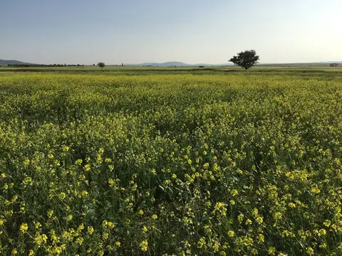 Çivril, Denizli saha ziyareti (Haziran 2017) — buğday, ayçiçeği, kolza