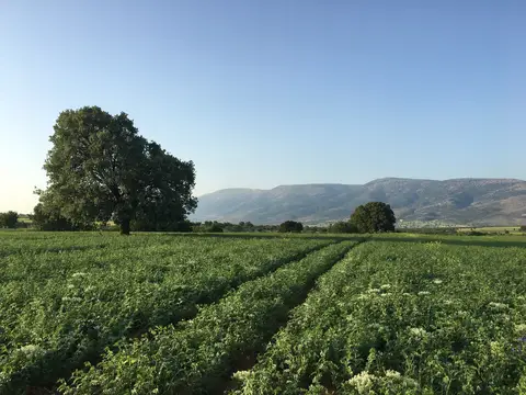 Çivril, Denizli saha ziyareti (Haziran 2017) — buğday, ayçiçeği, kolza