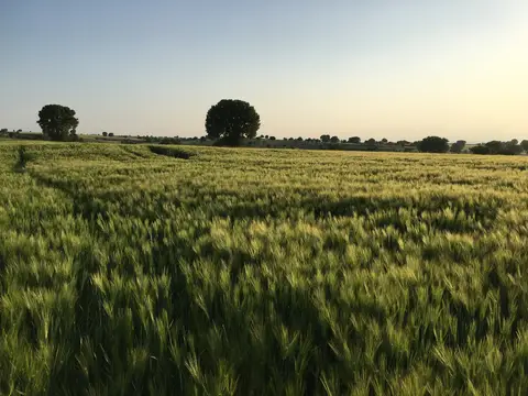 Çivril, Denizli saha ziyareti (Haziran 2017) — buğday, ayçiçeği, kolza