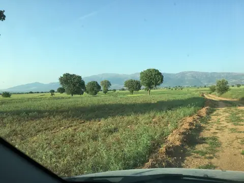 Çivril, Denizli saha ziyareti (Haziran 2017) — buğday, ayçiçeği