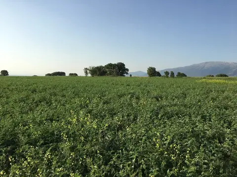 Çivril, Denizli saha ziyareti (Haziran 2017) — buğday, ayçiçeği