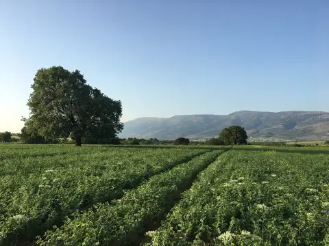 Çivril, Denizli saha ziyareti (Haziran 2017) — buğday, ayçiçeği