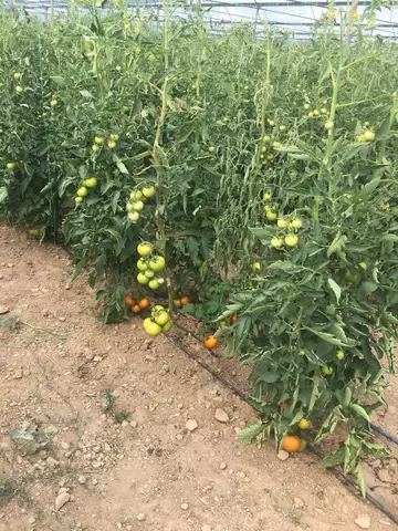 Çal, Denizli saha ziyareti (Temmuz 2017) — domates