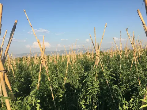 Çal, Denizli saha ziyareti (Temmuz 2017) — domates