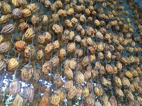 Denizli saha ziyareti (Ekim 2018) — trabzon hurması