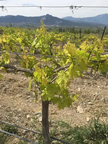 Denizli saha ziyareti (Mayıs 2019) — üzüm