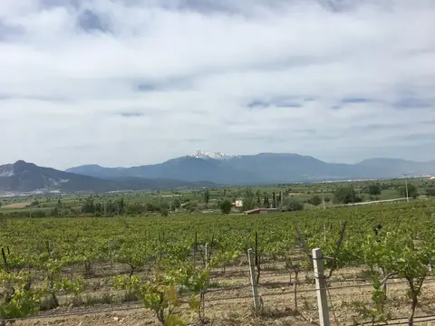 Denizli saha ziyareti (Mayıs 2019) — üzüm