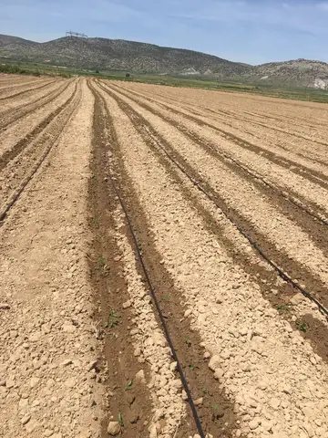 Denizli saha ziyareti (Mayıs 2019) — üzüm