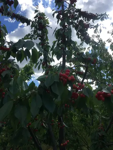 Honaz, Denizli saha ziyareti (Mayıs 2019) — kiraz