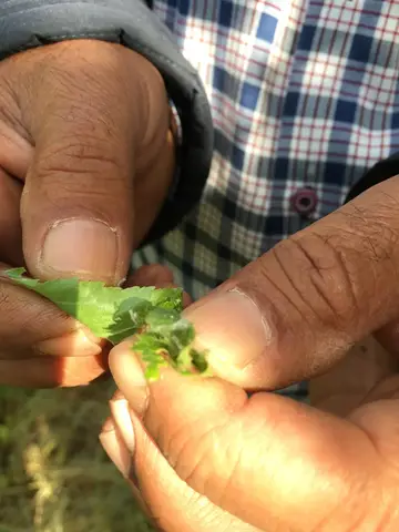 Honaz, Denizli saha ziyareti (Mayıs 2019) — kiraz