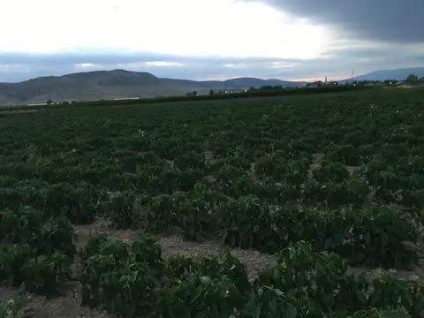 Denizli saha ziyareti (Temmuz 2019) — genel saha