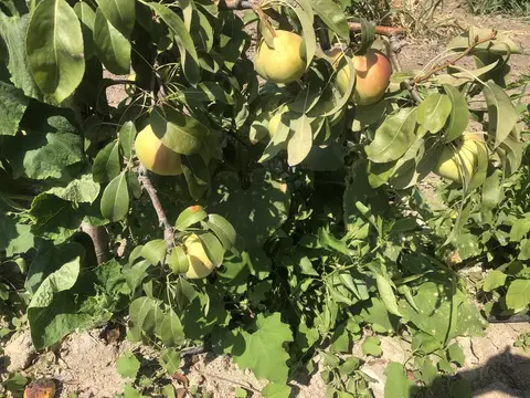 Denizli saha ziyareti (Ağustos 2019) — elma
