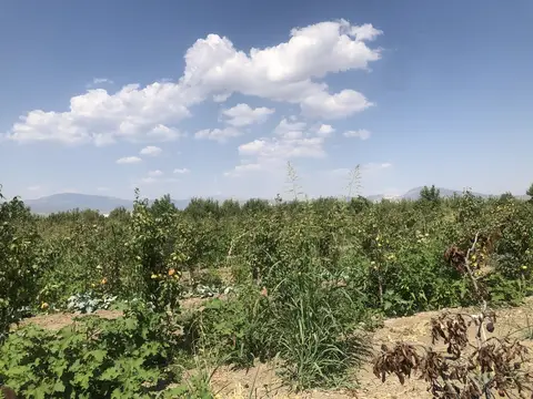 Denizli saha ziyareti (Ağustos 2019) — elma