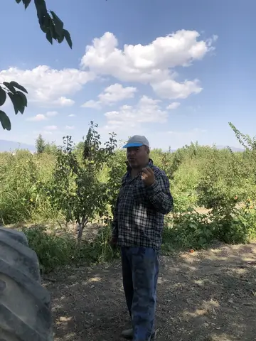 Denizli saha ziyareti (Ağustos 2019) — elma