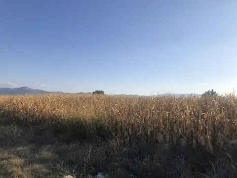 Denizli saha ziyareti (Ekim 2019) — mısır, biber