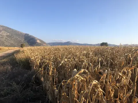 Denizli saha ziyareti (Ekim 2019) — mısır, biber