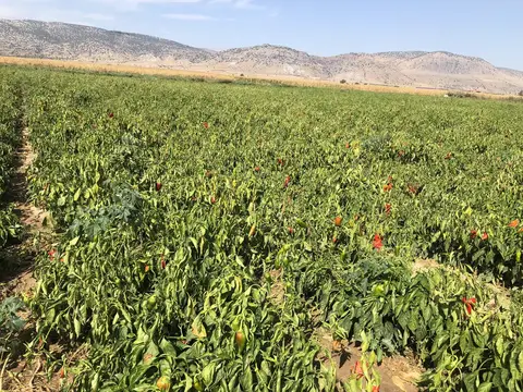 Denizli saha ziyareti (Ekim 2019) — mısır, biber