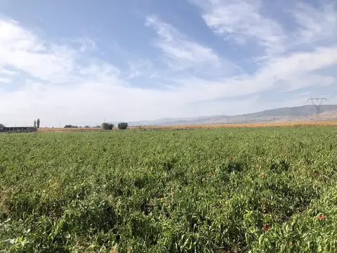 Denizli saha ziyareti (Ekim 2019) — mısır, biber