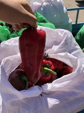Acıpayam, Denizli saha ziyareti (Ağustos 2020) — biber