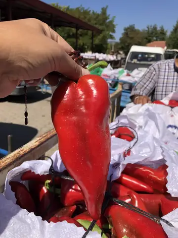 Acıpayam, Denizli saha ziyareti (Ağustos 2020) — biber