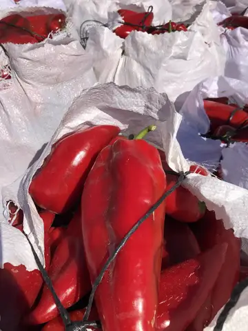 Acıpayam, Denizli saha ziyareti (Ağustos 2020) — biber
