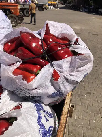 Acıpayam, Denizli saha ziyareti (Ağustos 2020) — biber