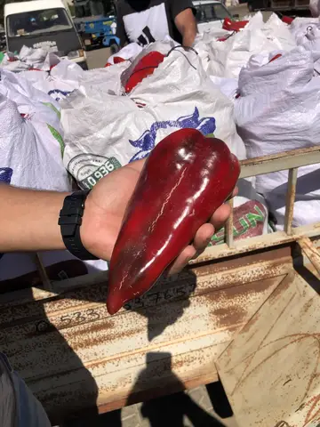 Acıpayam, Denizli saha ziyareti (Ağustos 2020) — biber