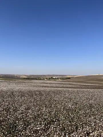 Sur, Diyarbakır saha ziyareti (Ekim 2022) — pamuk