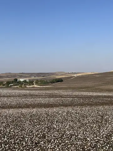 Sur, Diyarbakır saha ziyareti (Ekim 2022) — pamuk