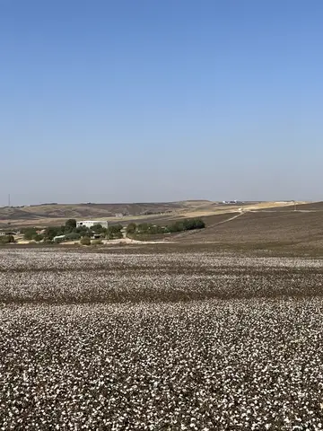 Sur, Diyarbakır saha ziyareti (Ekim 2022) — pamuk