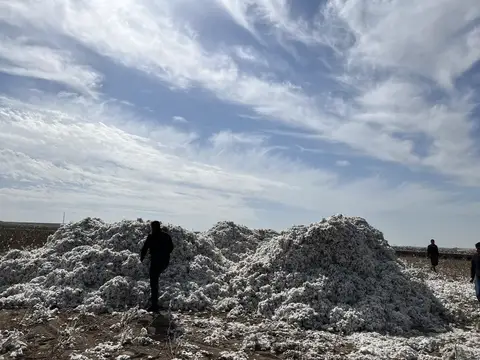 Sur, Diyarbakır saha ziyareti (Ekim 2022) — pamuk