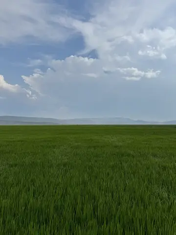 Edirne saha ziyareti (Temmuz 2024) — buğday