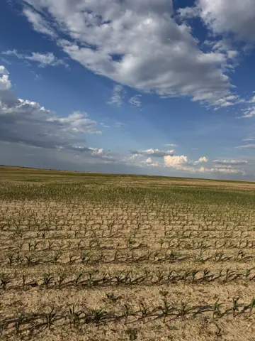 Edirne saha ziyareti (Temmuz 2026) — buğday