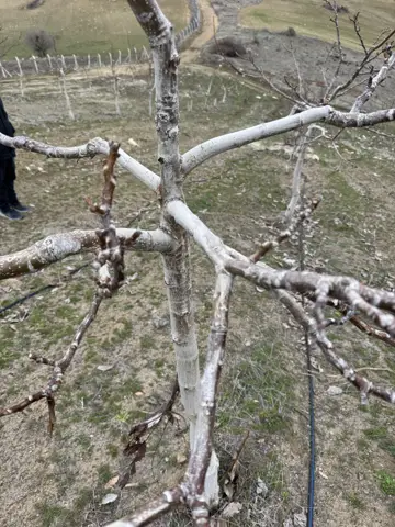 Ilıç, Erzincan saha ziyareti (Nisan 2026) — meyve bahçesi