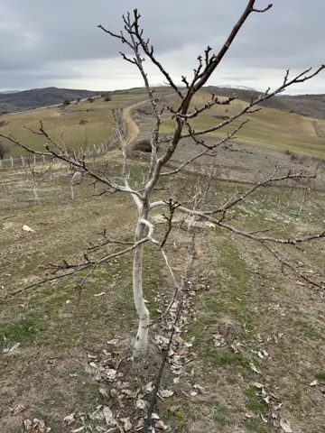 Ilıç, Erzincan saha ziyareti (Nisan 2026) — meyve bahçesi