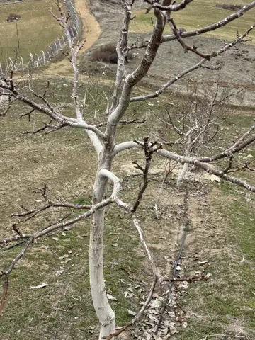 Ilıç, Erzincan saha ziyareti (Nisan 2026) — meyve bahçesi