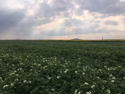 Çifteler, Eskişehir saha ziyareti (Temmuz 2019) — patates